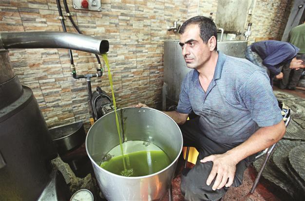 Libyan government eyes olive oil, not crude oil, for recovery