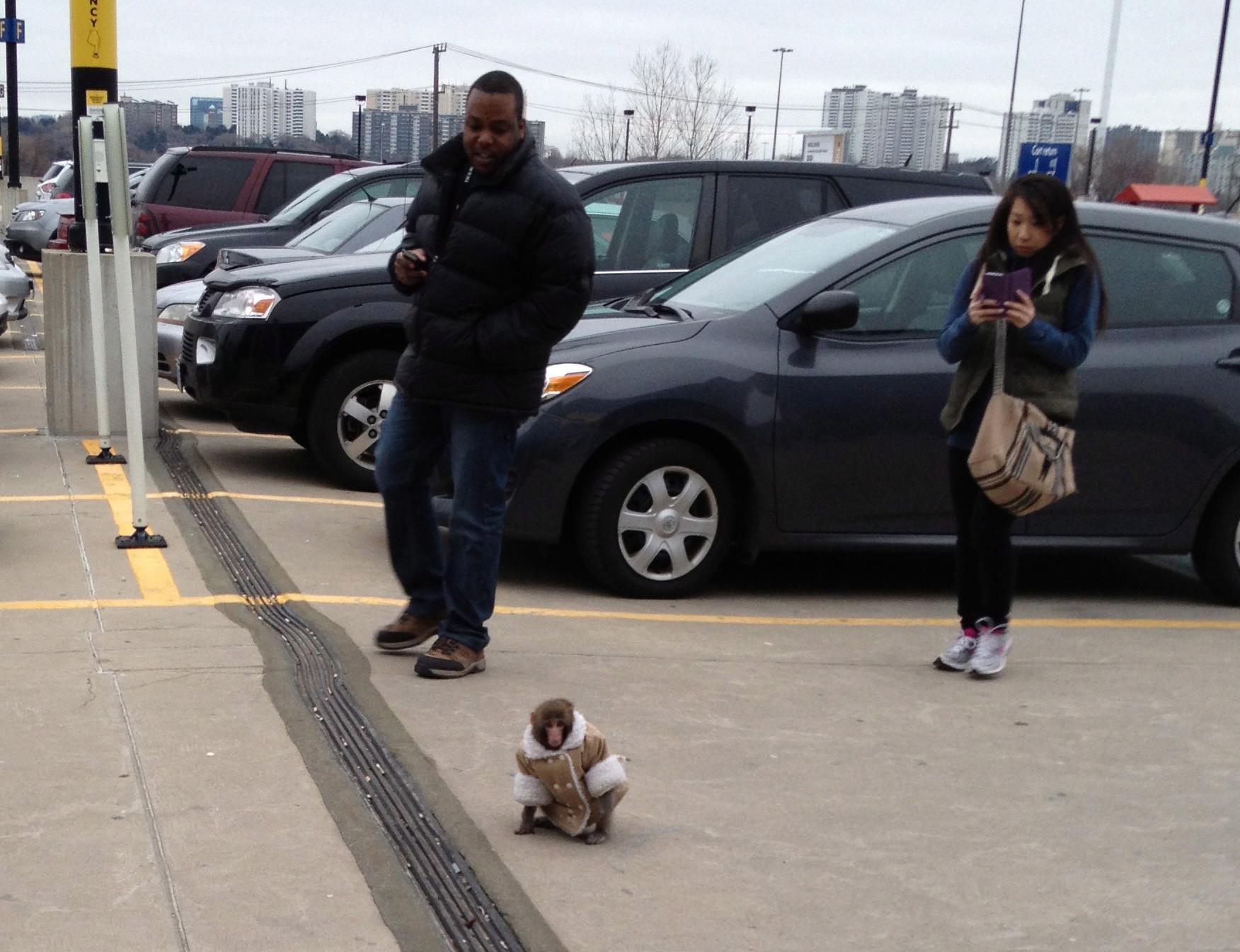 Stylish Canadian monkey triggers Internet frenzy