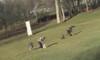 Video of eagle kidnapping baby revealed to be 3D animation school project