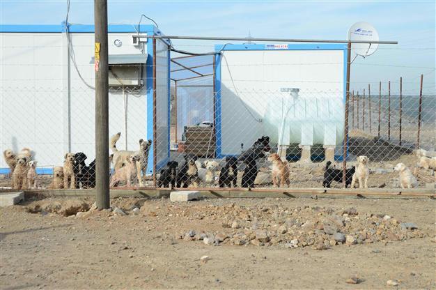 Japan woman arrested over 160 dogs living in own waste