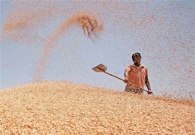 Syrian grain imports pick up despite worsening war