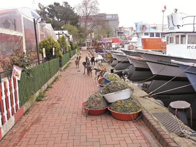 Show mercy to stray animals: Turkish minister