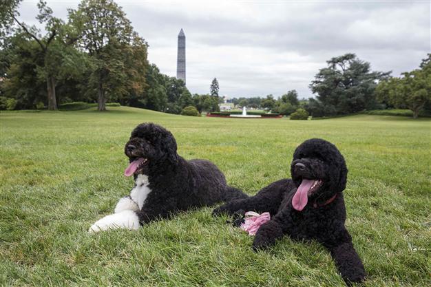 Obama welcomes new puppy named Sunny to White House