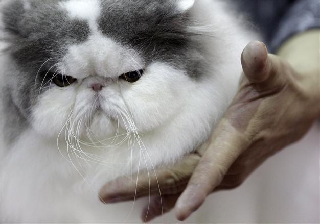 Iran looks to put Persian cat into space