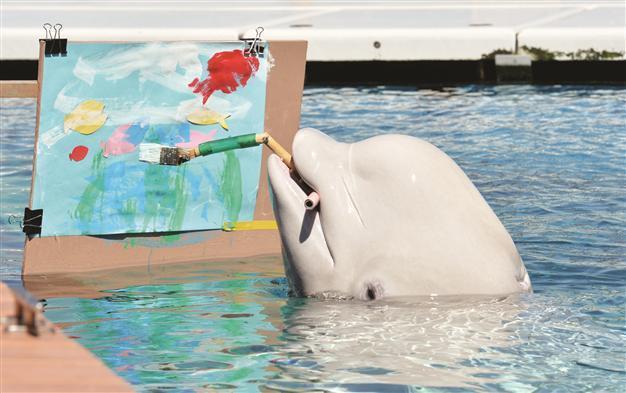 Beluga whales create art in Japan aquarium