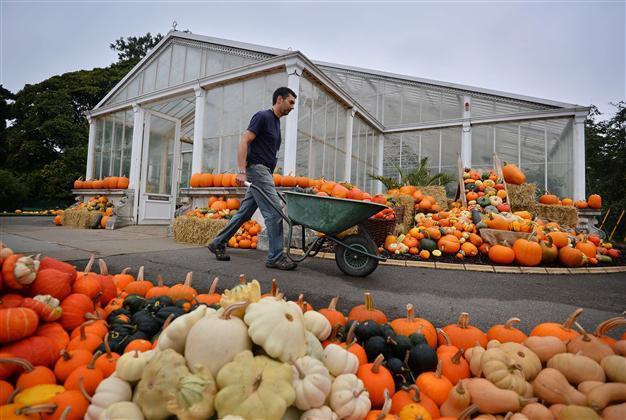 Global food prices decline thanks to good grain harvest: FAO