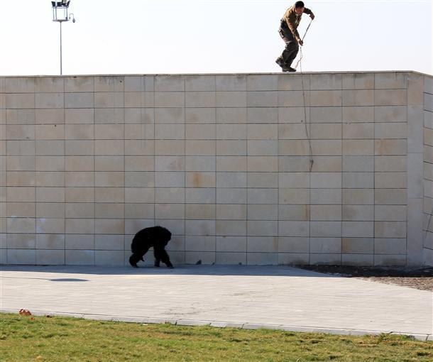 Chimpanzee escapes from Wonderland into Kayseri’s streets, only to surrender to chocolate