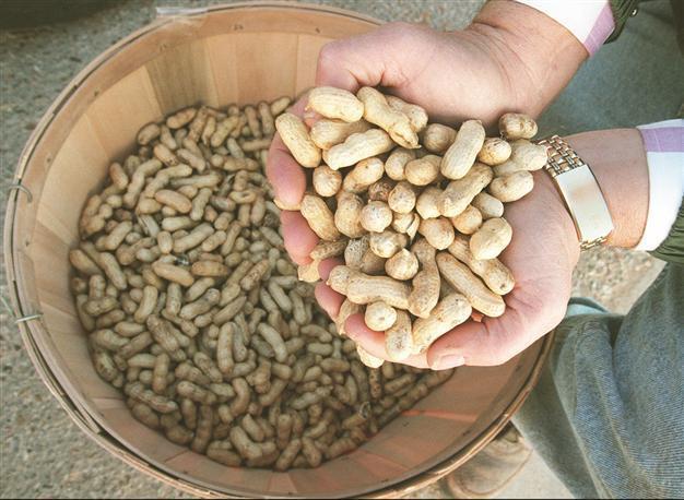 Nuts good for health, study says