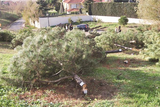 200 trees felled for mosque ‘by mistake‘ in dawn operation in Istanbul