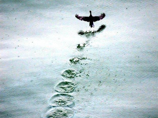 Traces on water exhibition