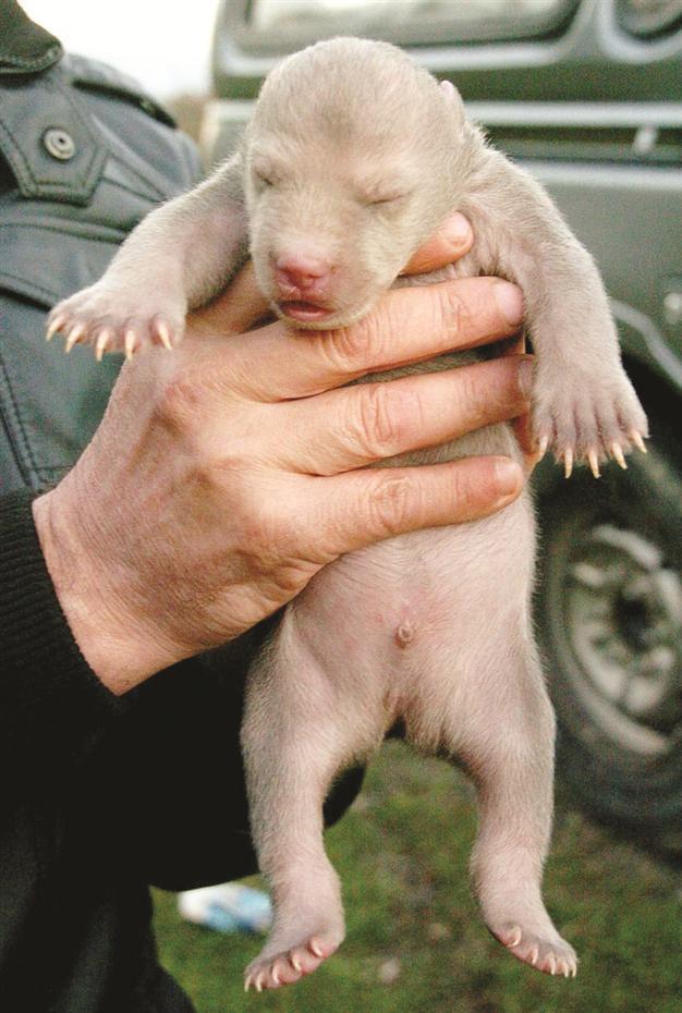 Four-day bear cub found almost frozen