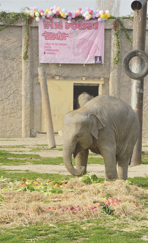 First elephant born in Turkey holds birthday party