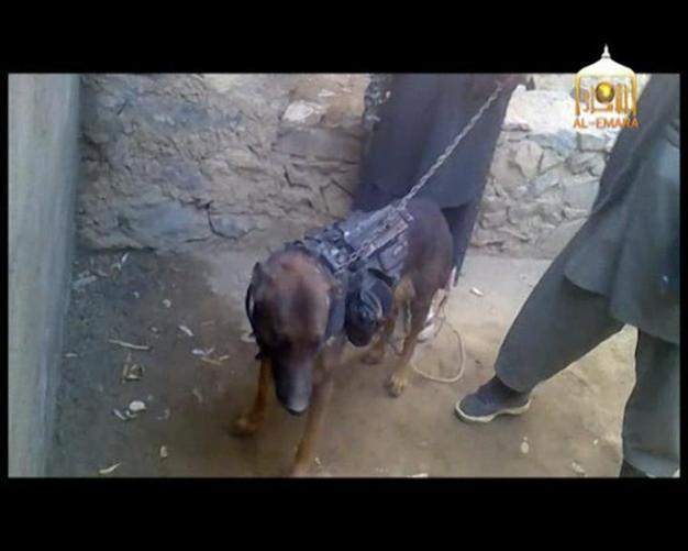 Afghan Taliban say they captured NATO military dog