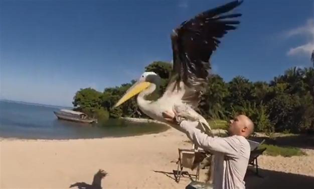 Injured pelican learns to fly after healing
