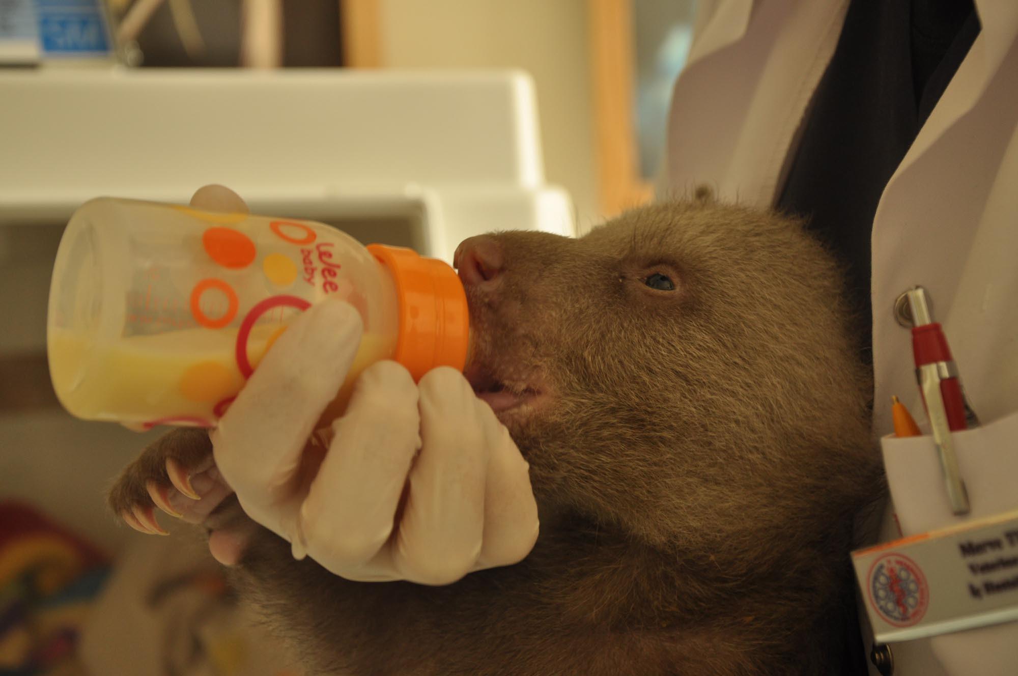 ‘Şanslı,’ the lucky bear cub rescued after being frozen opens his eyes