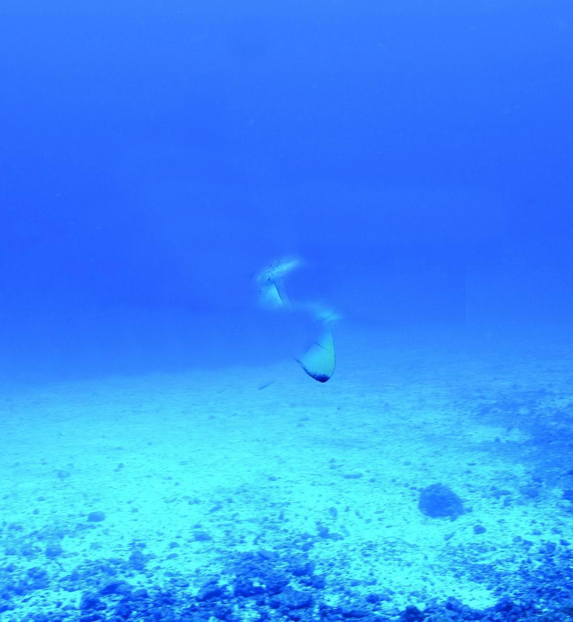 Turkey’s underwater richness comes to light