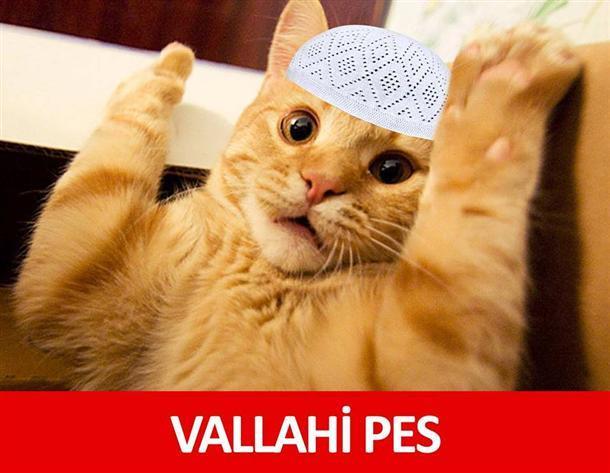 Turkish elections power blackout culprit found: A cat