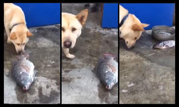 Video of a dog trying to save dying fish will melt your heart