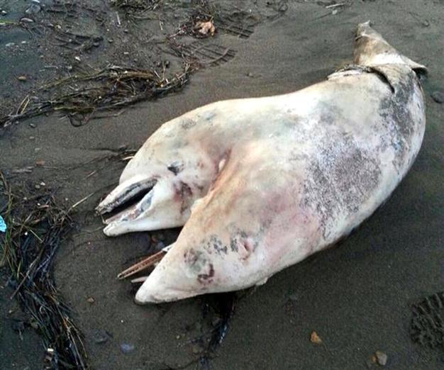 Turkish university wants to display two-headed dolphin