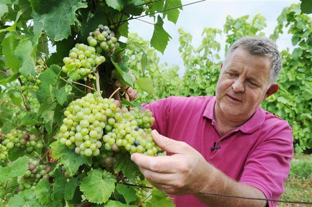 France cheers better wine harvest for 2014