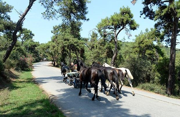 In Istanbul's Princes' Islands, over 500 carriage horses die in a year due  to abuse, heat, overloaded carriages and exhaustion – Straight from the  Horse's Heart