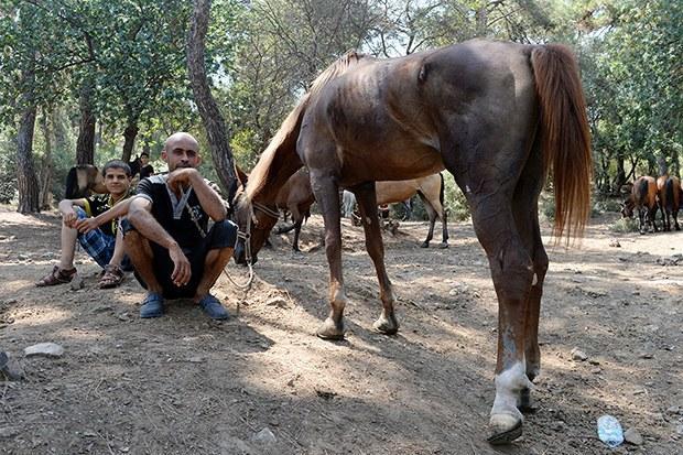 In Istanbul's Princes' Islands, over 500 carriage horses die in a year due  to abuse, heat, overloaded carriages and exhaustion – Straight from the  Horse's Heart