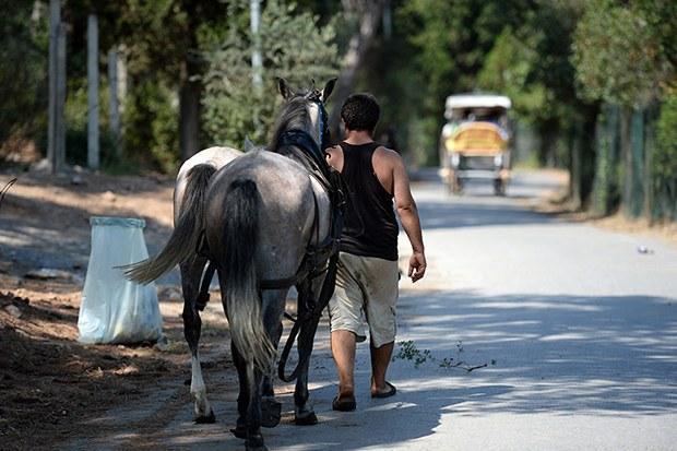 In Istanbul's Princes' Islands, over 500 carriage horses die in a year due  to abuse, heat, overloaded carriages and exhaustion – Straight from the  Horse's Heart