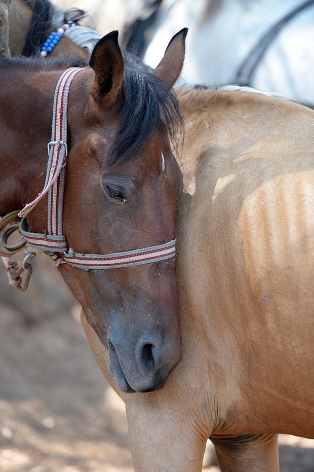 In Istanbul's Princes' Islands, over 500 carriage horses die in a year due  to abuse, heat, overloaded carriages and exhaustion – Straight from the  Horse's Heart