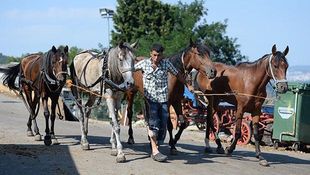 In Istanbul's Princes' Islands, over 500 carriage horses die in a year due  to abuse, heat, overloaded carriages and exhaustion – Straight from the  Horse's Heart