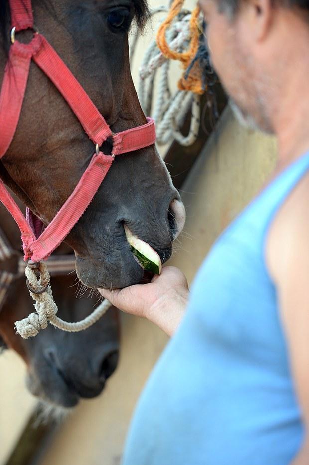 In Istanbul's Princes' Islands, over 500 carriage horses die in a year due  to abuse, heat, overloaded carriages and exhaustion – Straight from the  Horse's Heart