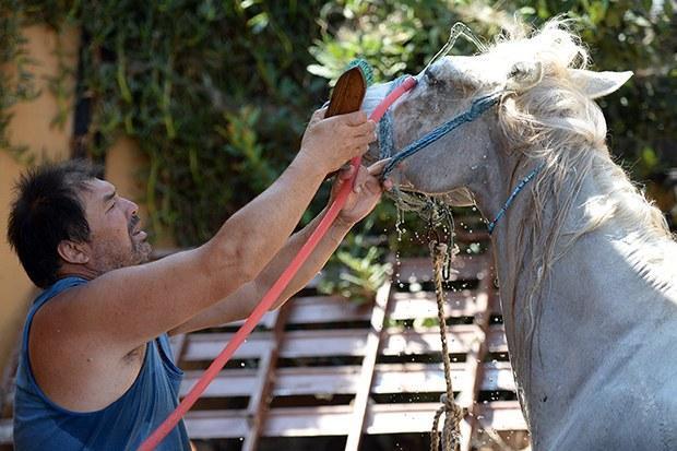 In Istanbul's Princes' Islands, over 500 carriage horses die in a year due  to abuse, heat, overloaded carriages and exhaustion – Straight from the  Horse's Heart