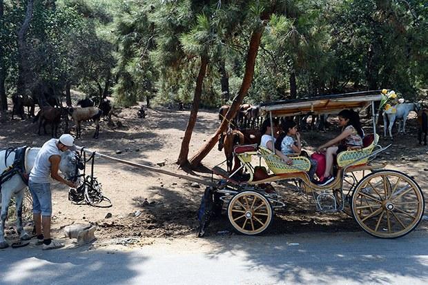 In Istanbul's Princes' Islands, over 500 carriage horses die in a year due  to abuse, heat, overloaded carriages and exhaustion – Straight from the  Horse's Heart