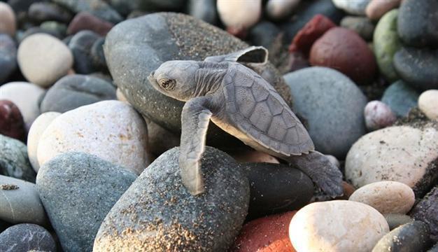 100,000 sea turtles hatched in Turkey's southern coast