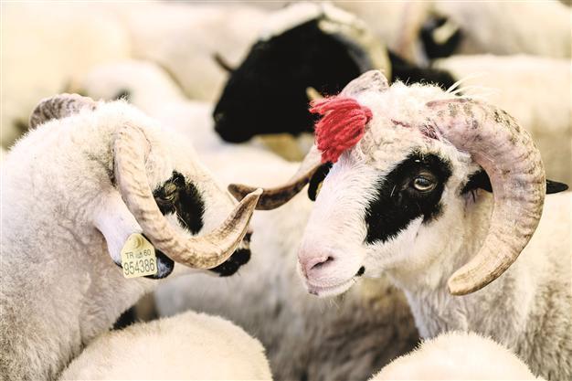 Turkey to celebrate feast of sacrifice starting from Oct 4