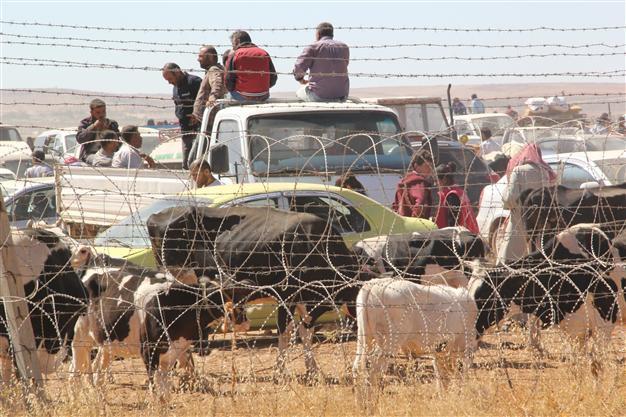 Turkey to build ‘camp’ for Syrian refugees’ cattle
