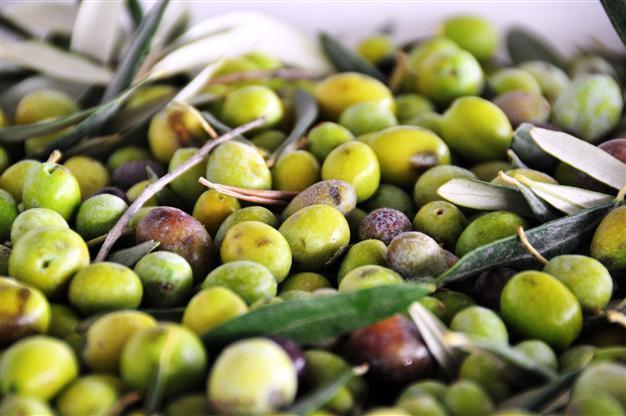 Rising olive oil output requires better marketing: Sector leader
