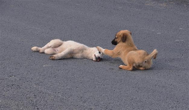 Dog waits beside injured puppy hit by car until she is taken to the vet