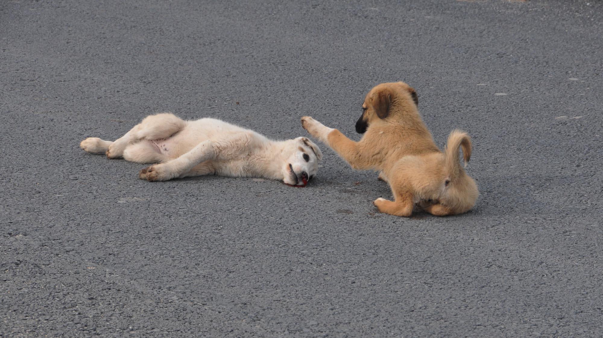 Dog waits beside injured puppy hit by car until she is taken to the vet