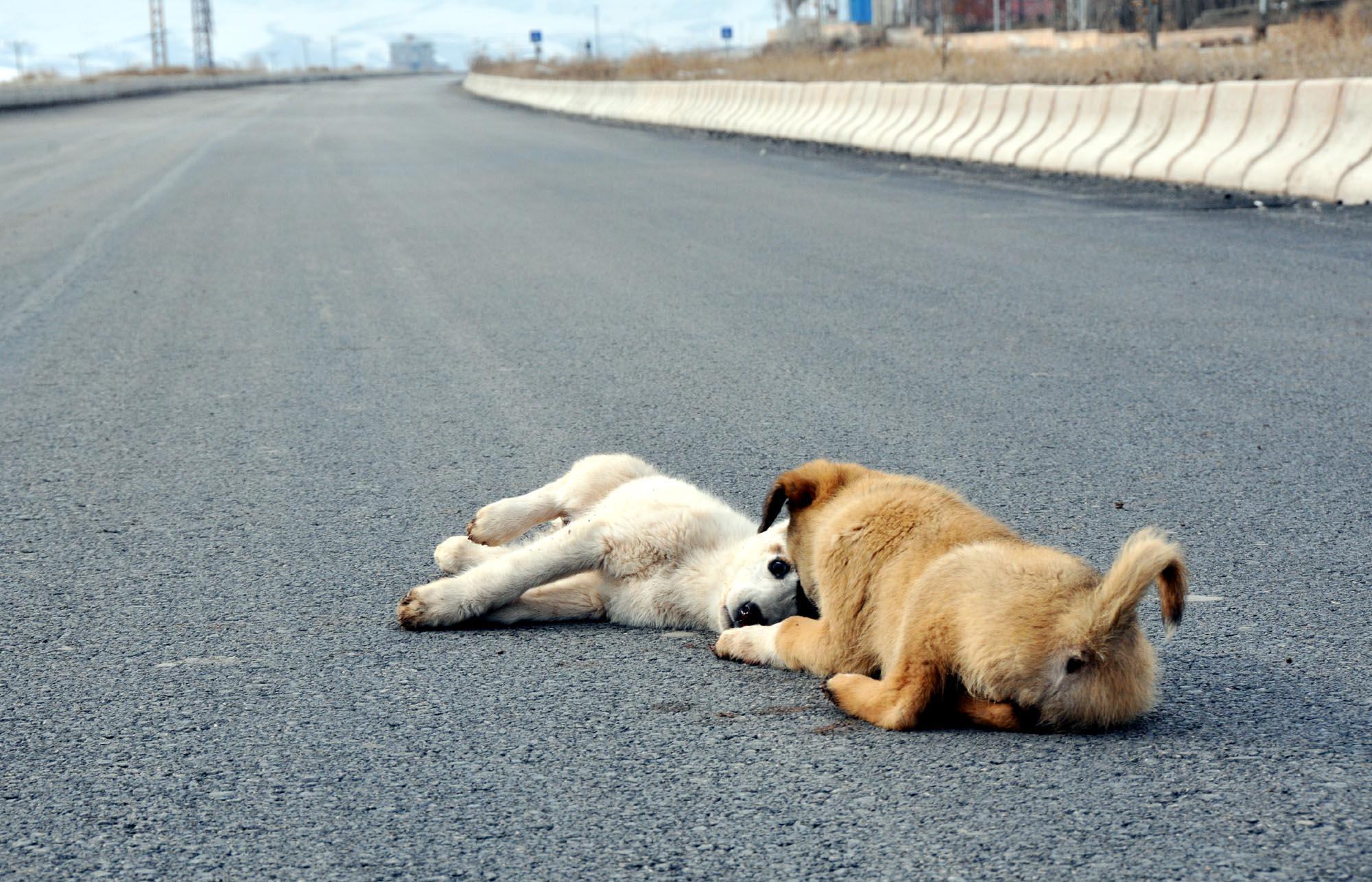 Сбила машина на дороге. Животные на дороге. Собака на дороге.