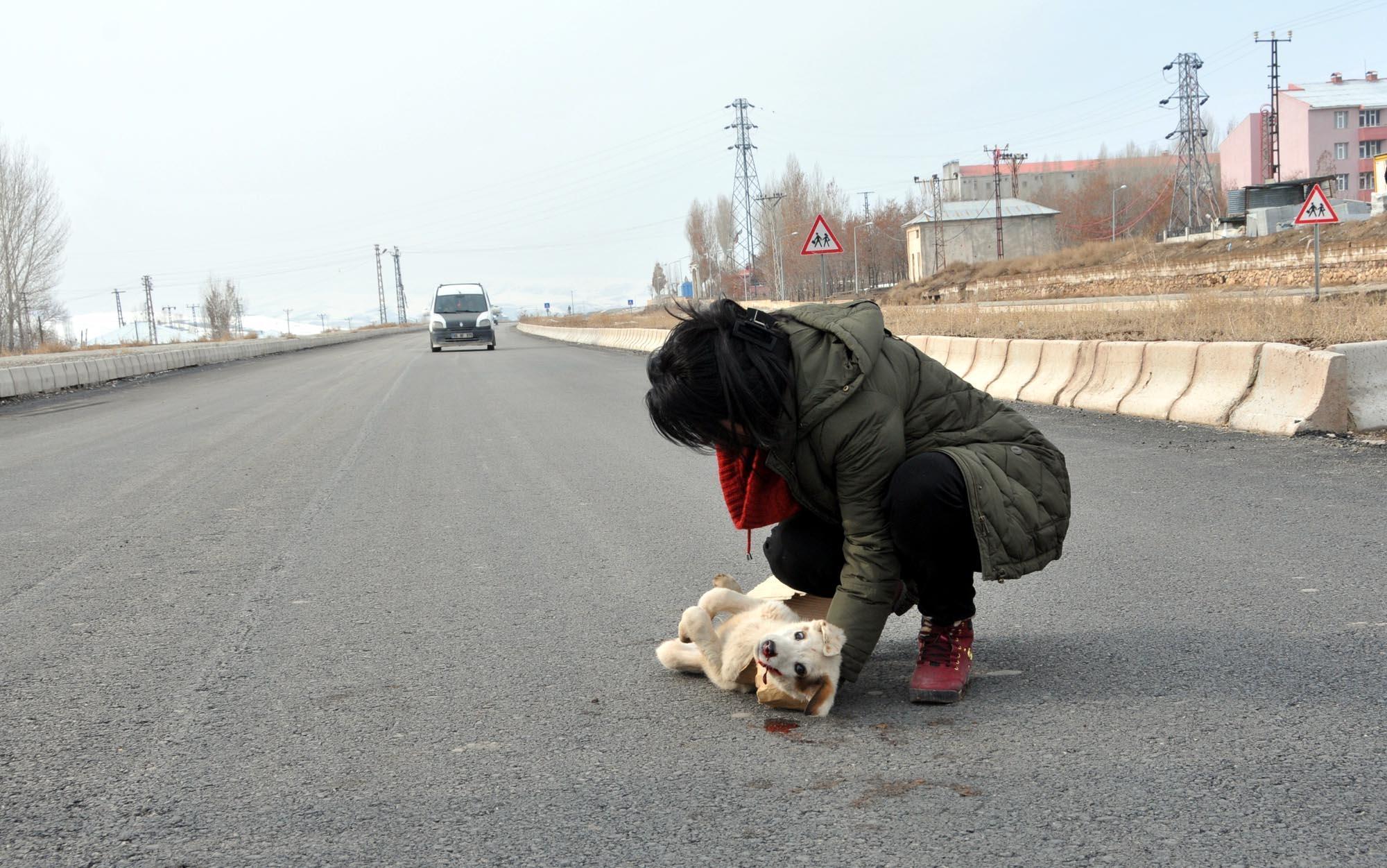 Dog waits beside injured puppy hit by car until she is taken to the vet
