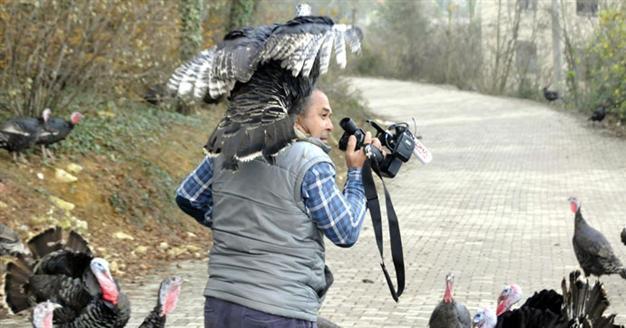 IN PICTURES: Angry turkeys attack journalist