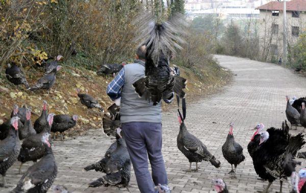 IN PICTURES: Angry turkeys attack journalist