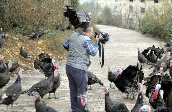 IN PICTURES: Angry turkeys attack journalist