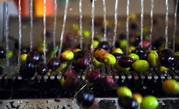 Turkey’s olive oil exports come to a halt