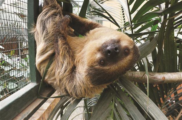 Turkey’s first sloths