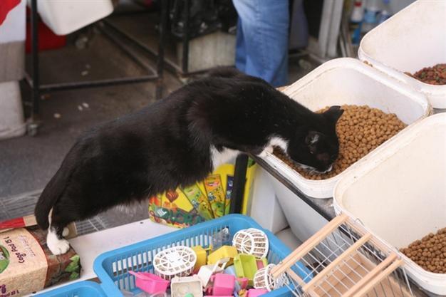 ‘All cats caught,’ Turkish official reassures public over Election Day blackouts