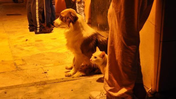 Turkish woman saves two cats from fire, cries for two others