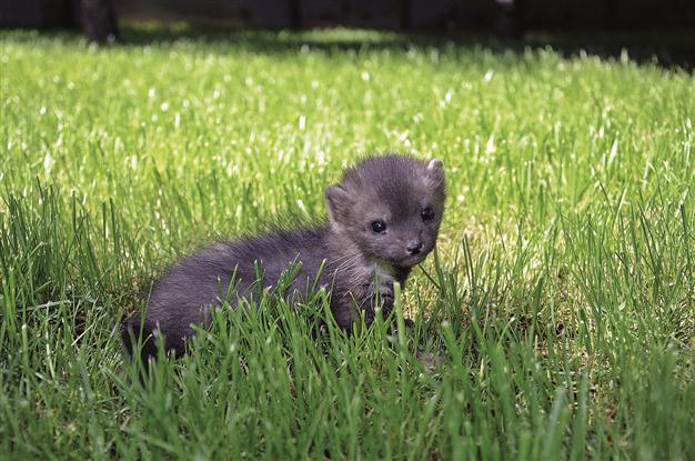Marten cub sent to zoo