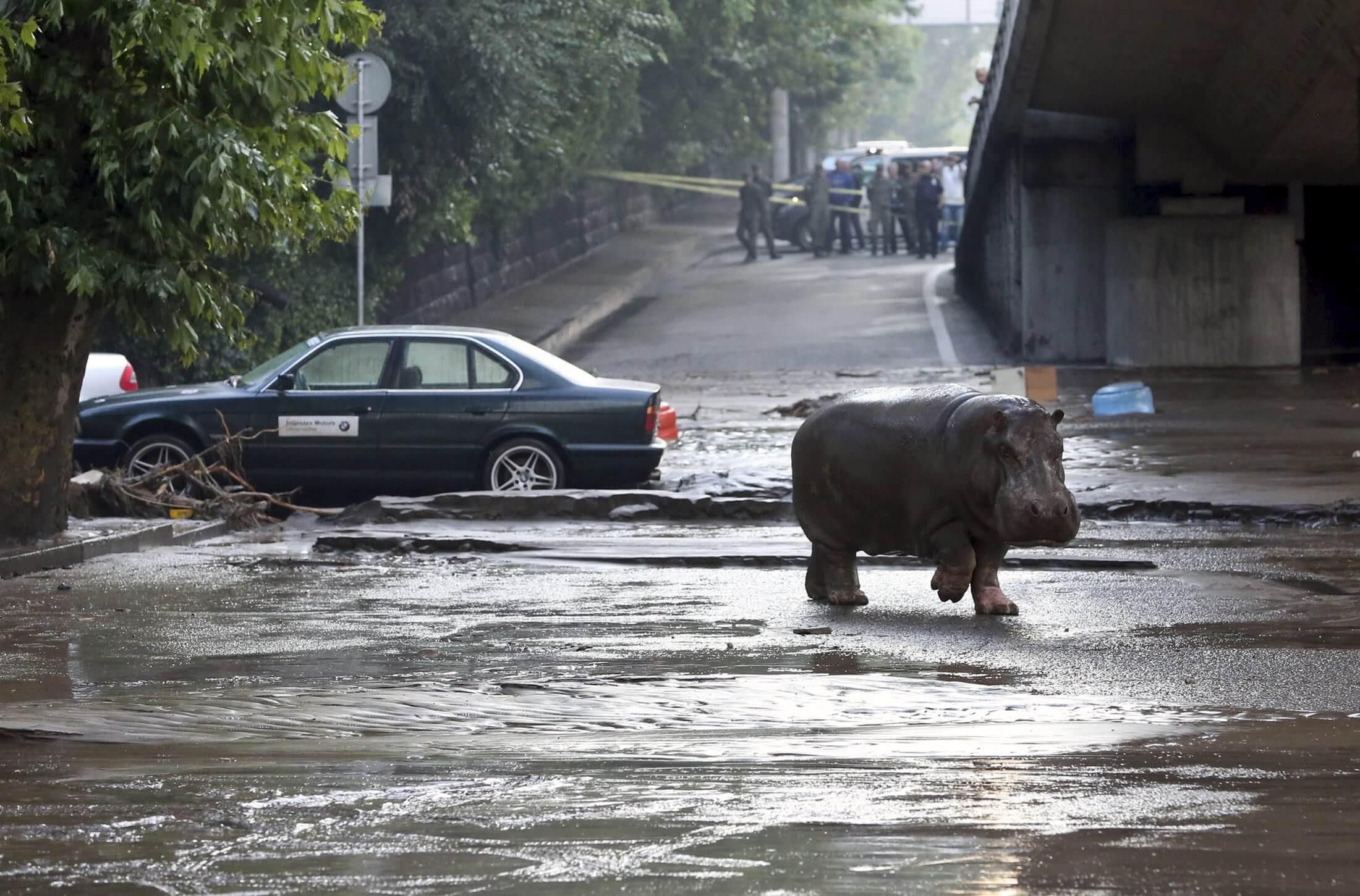 10 dead as tigers and lions roam Tbilisi after floods