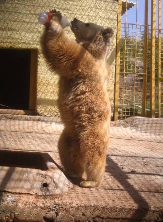 Bear to stay with ‘mom’